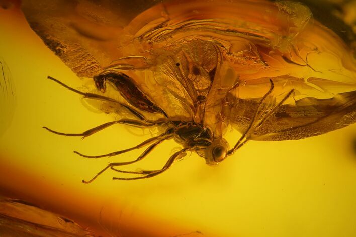Detailed Fossil Wasp (Hymenoptera) In Baltic Amber #150714